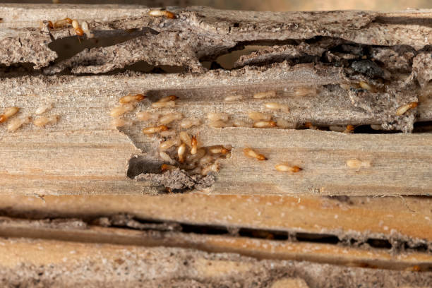 Best Wildlife Control Services  in Orange, OH